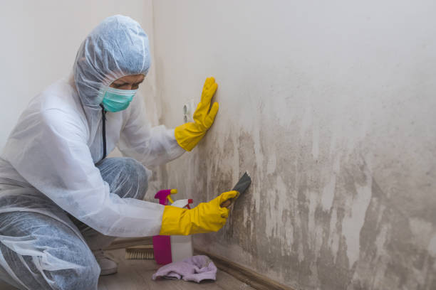 Best Mold Removal for HVAC Installations  in Klamath Falls, OR